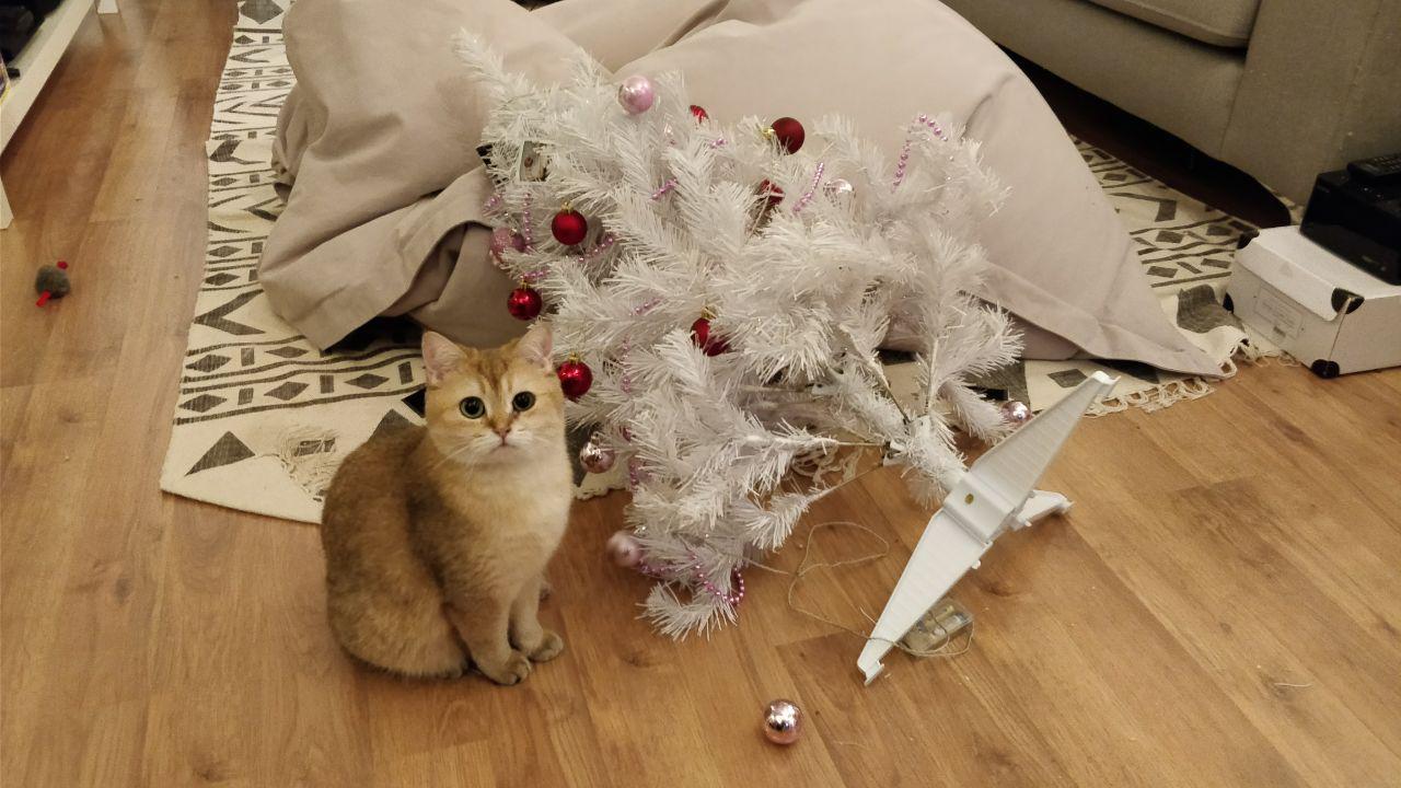 Annual New Year's ritual - The photo, Animals, cat, Holidays, New Year, Christmas tree, Sight, Reddit