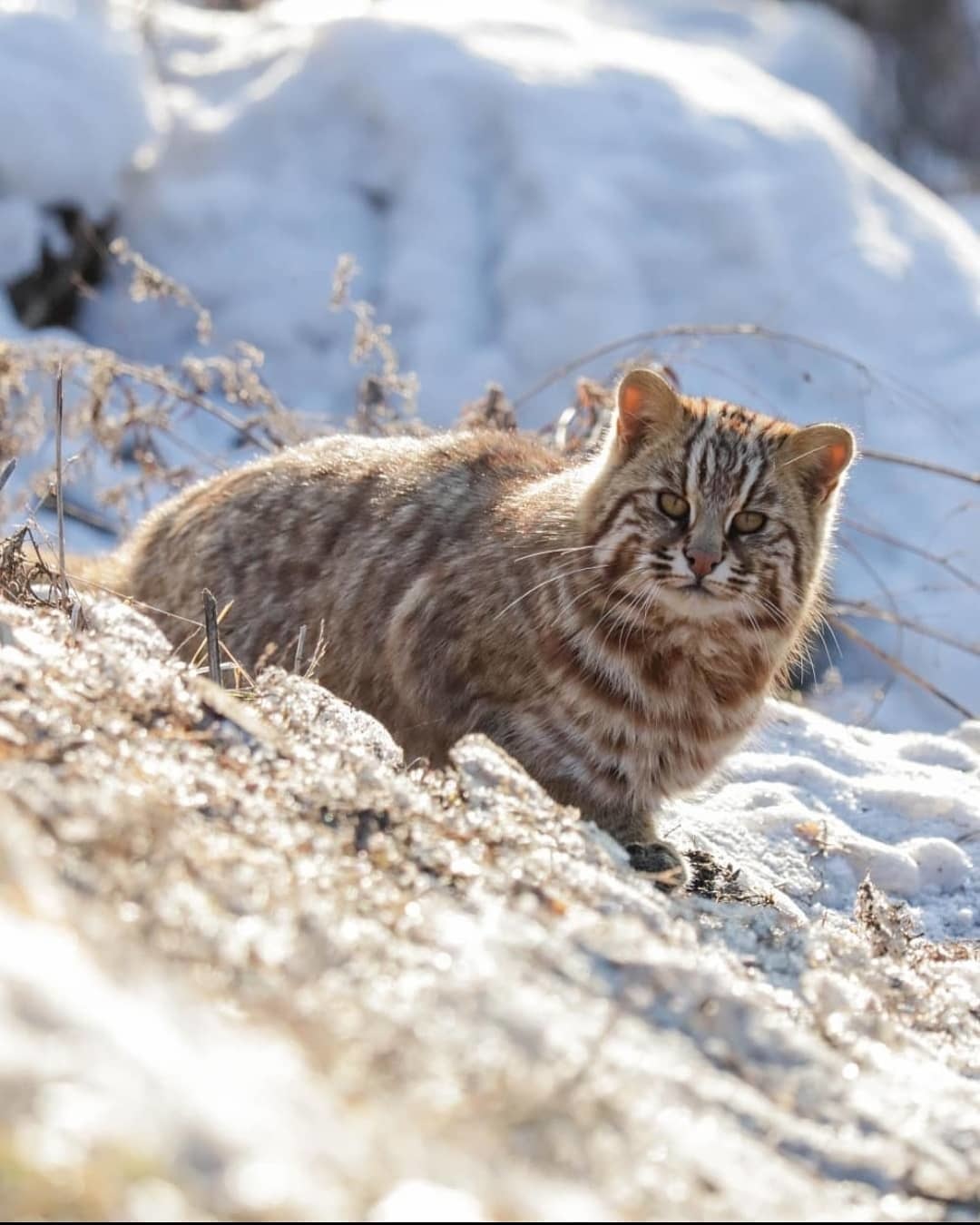 Дальневосточная Кошка