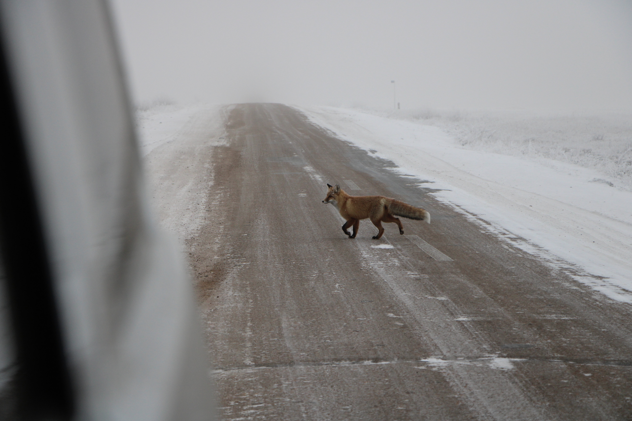 Winter - My, Cold, Winter, Fox