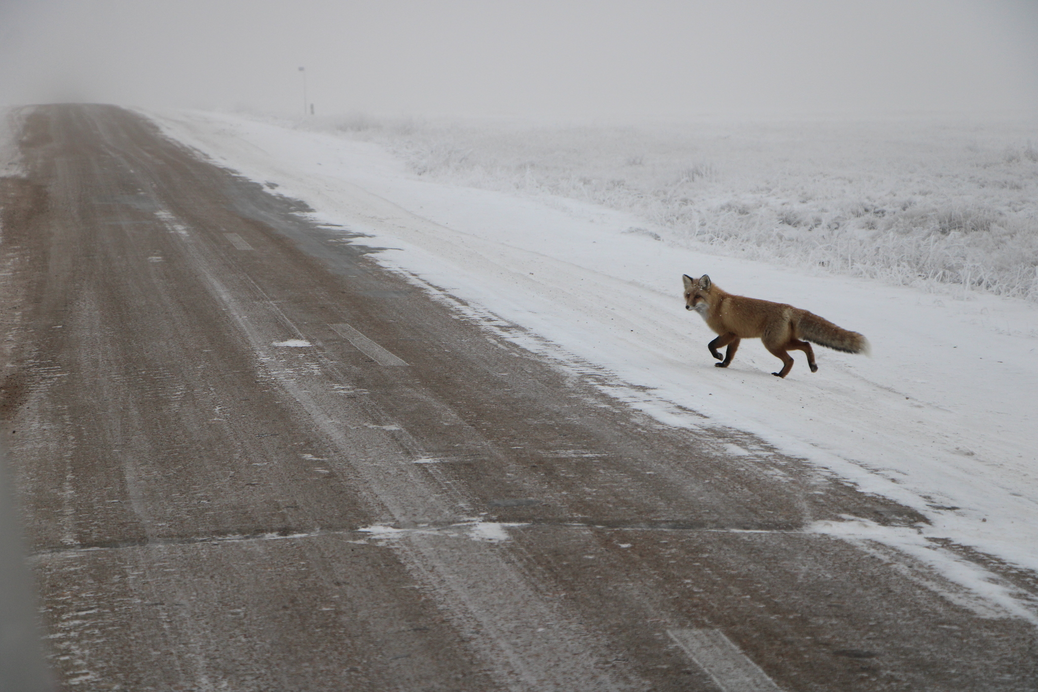 Winter - My, Cold, Winter, Fox