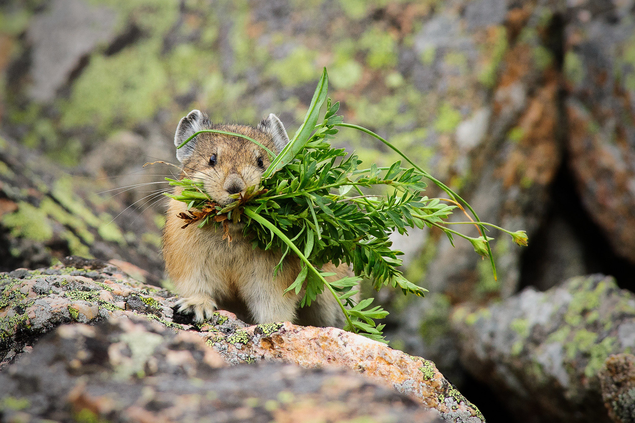 Harvesting hay by pikas - The photo, Wild animals, Milota, Pika, Hay, Longpost