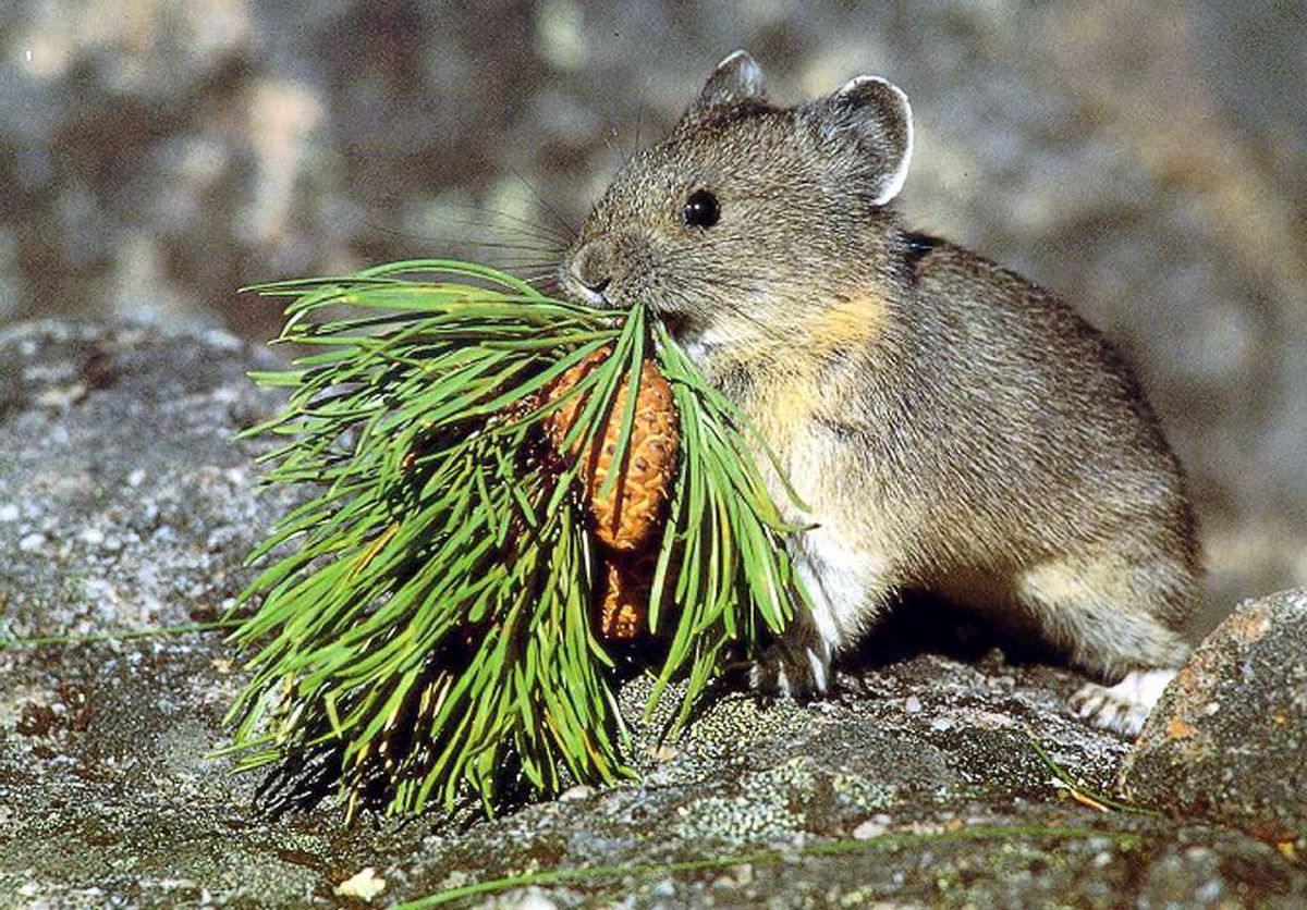 Harvesting hay by pikas - The photo, Wild animals, Milota, Pika, Hay, Longpost