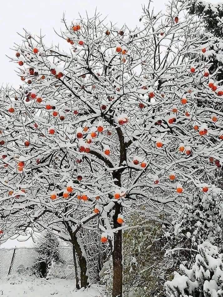 Persimmon and snow - Persimmon, Snow, Winter, The photo