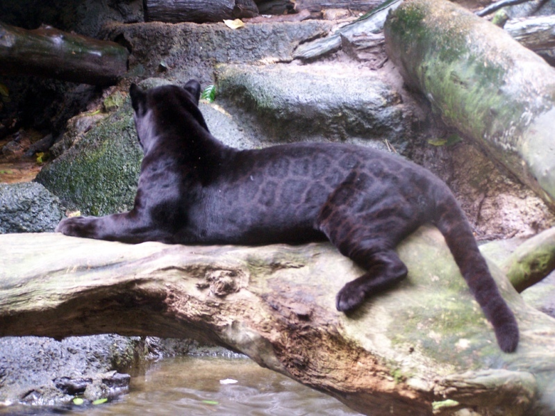 Black Panther - Panther, Big cats, Cat family, Interesting, Longpost