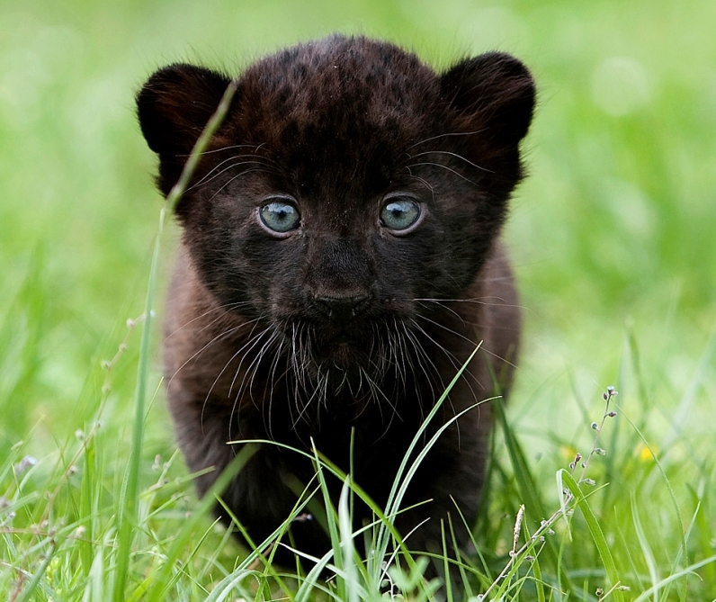 Black Panther - Panther, Big cats, Cat family, Interesting, Longpost