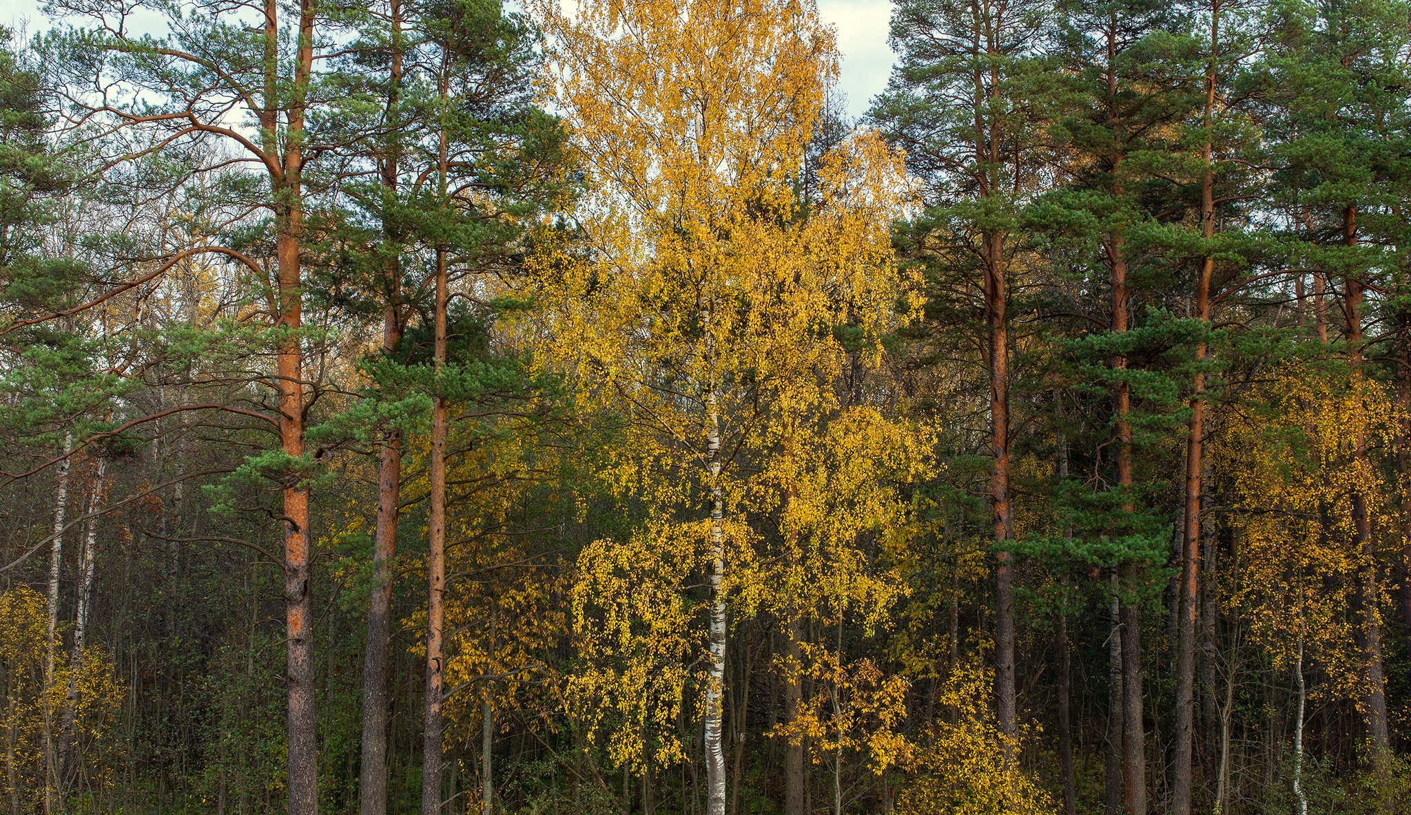 Текстуры леса - Моё, Фотография, Canon 6d, Лес, Санкт-Петербург, Ленинградская область, Длиннопост