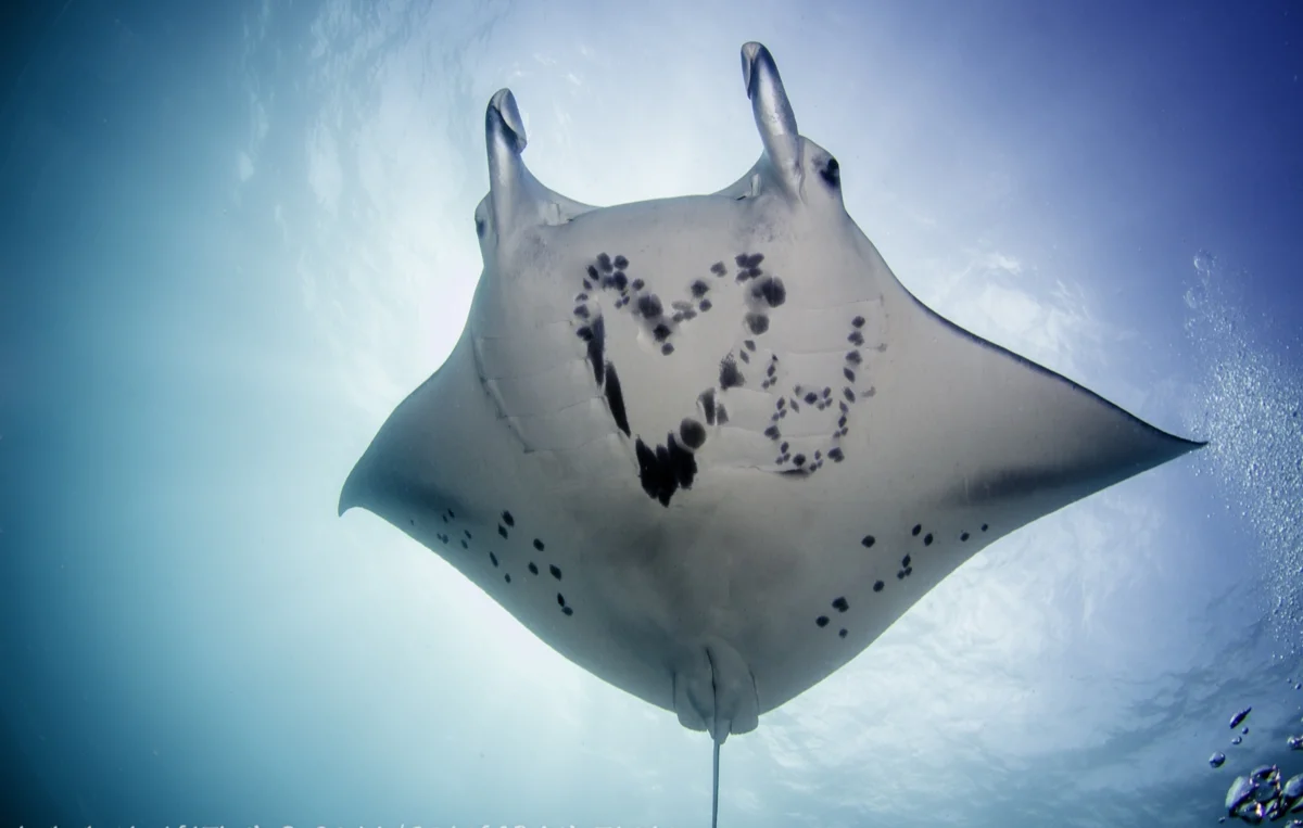 Sea Devil: Soaring Giant. Detailed description of the largest stingrays on Earth - Stingray, A fish, Yandex Zen, Animals, Longpost