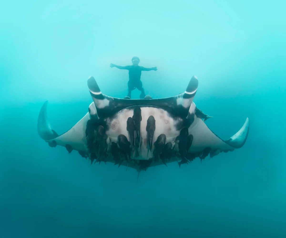 Sea Devil: Soaring Giant. Detailed description of the largest stingrays on Earth - Stingray, A fish, Yandex Zen, Animals, Longpost