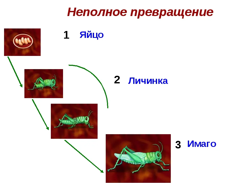 Какие этапы жизни есть у разных насекомых? Краткий гайд и понятные схемы |  Пикабу