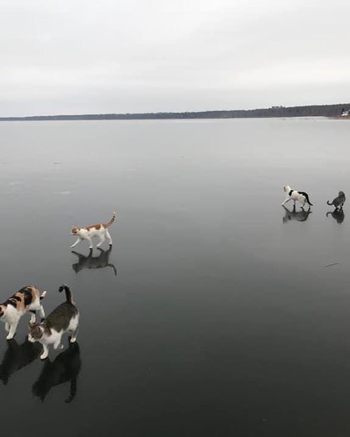 Walking on water or cats from God - From the network, Humor, cat, Funny, Ice, River, Longpost