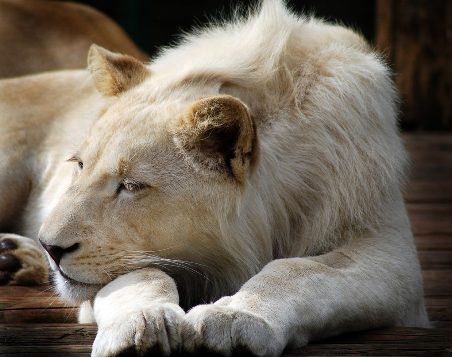 White lions - a lion, Big cats, Interesting, Video, Longpost