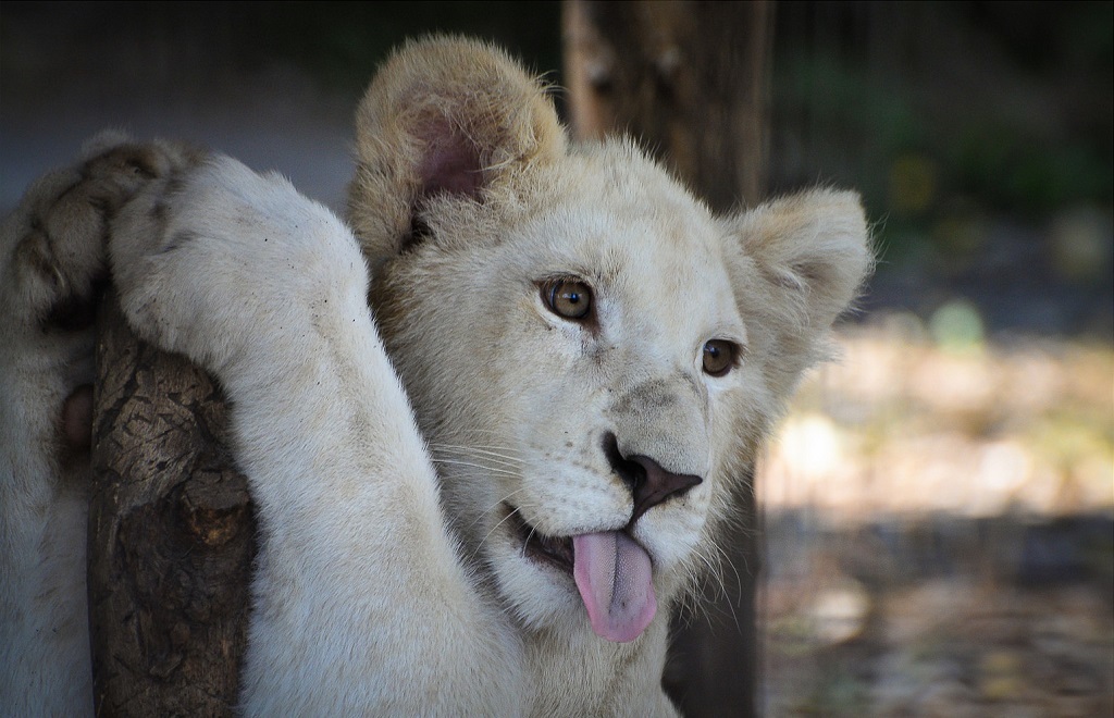 White lions - a lion, Big cats, Interesting, Video, Longpost