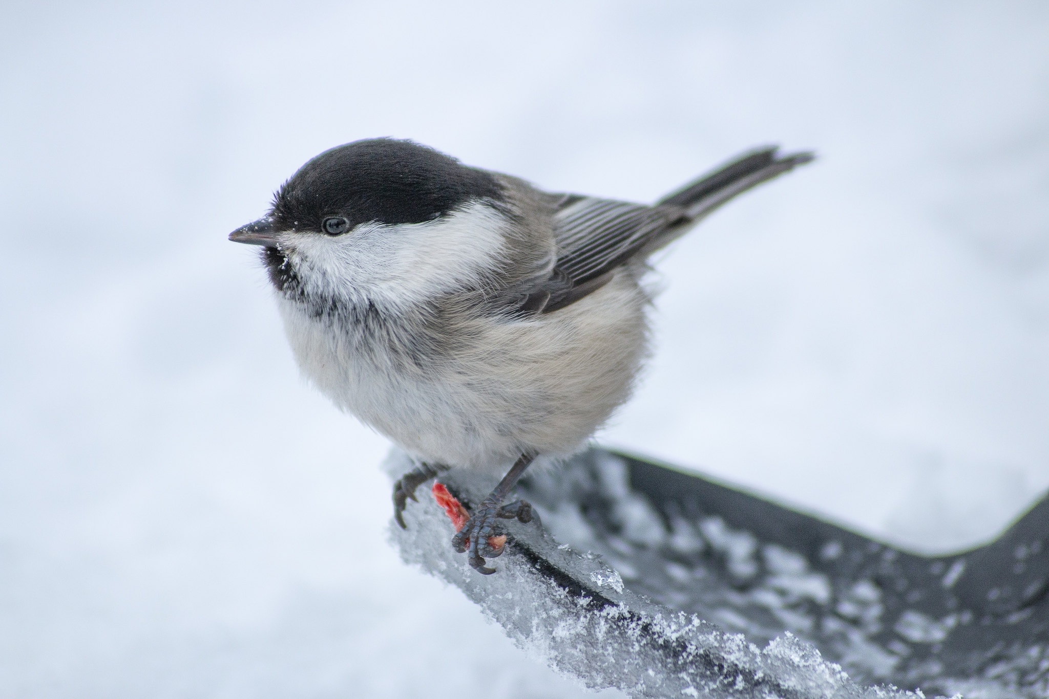 Brown-headed tit, nicknamed Puffy - My, Ornithology, Tit, The photo, Tobolsk, Longpost, Brown-headed nuthatch