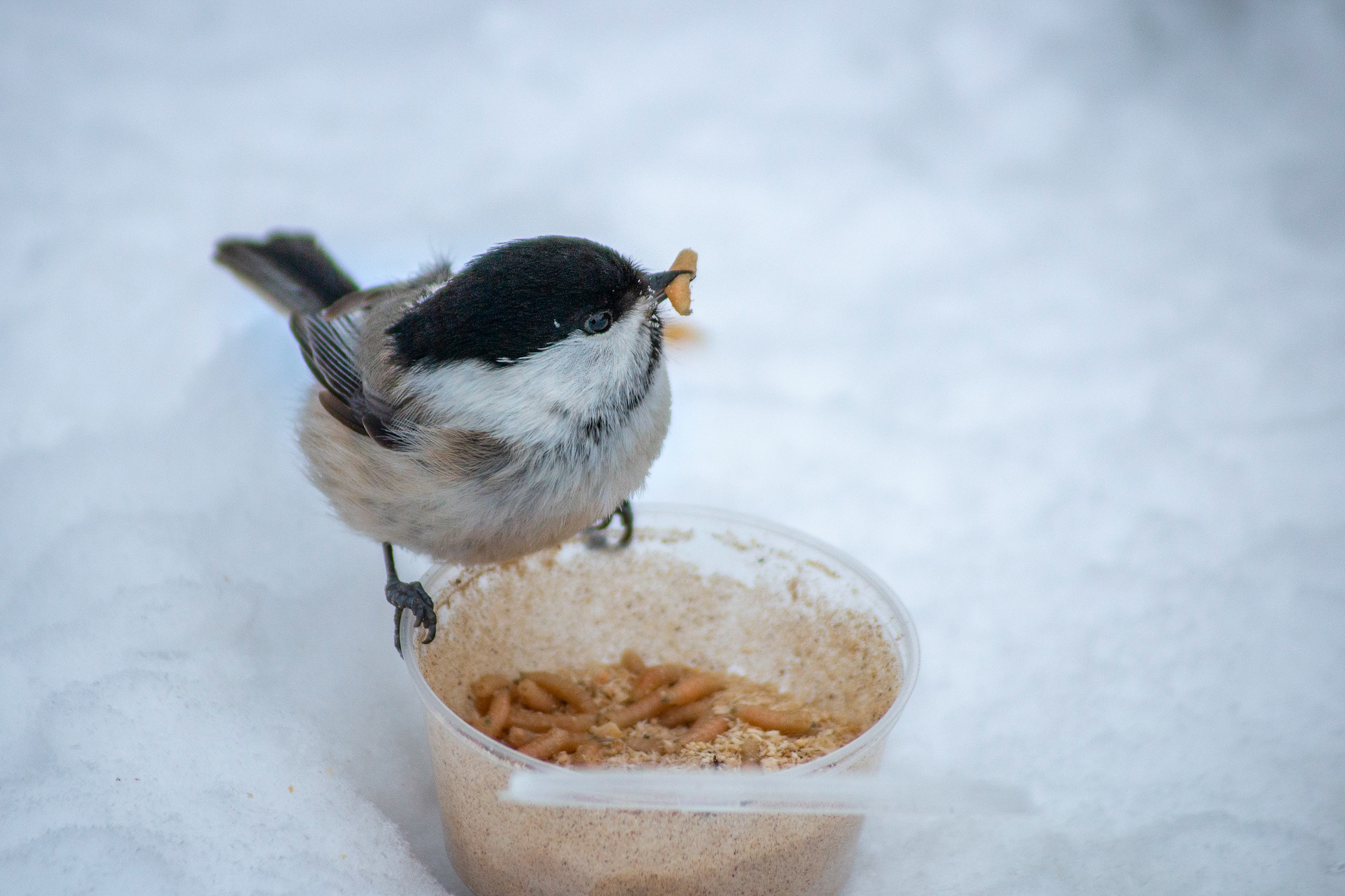 Brown-headed tit, nicknamed Puffy - My, Ornithology, Tit, The photo, Tobolsk, Longpost, Brown-headed nuthatch