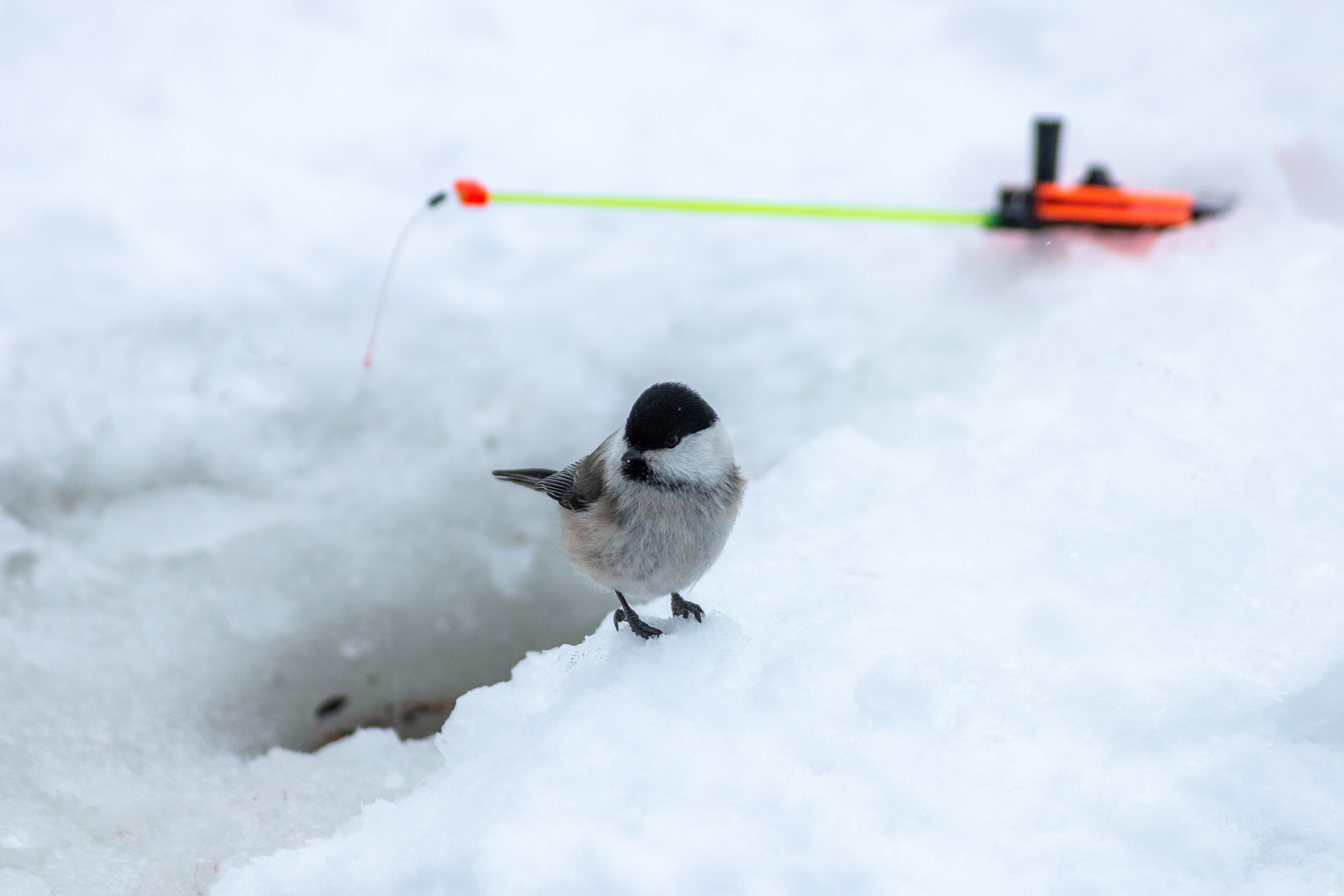 Brown-headed tit, nicknamed Puffy - My, Ornithology, Tit, The photo, Tobolsk, Longpost, Brown-headed nuthatch