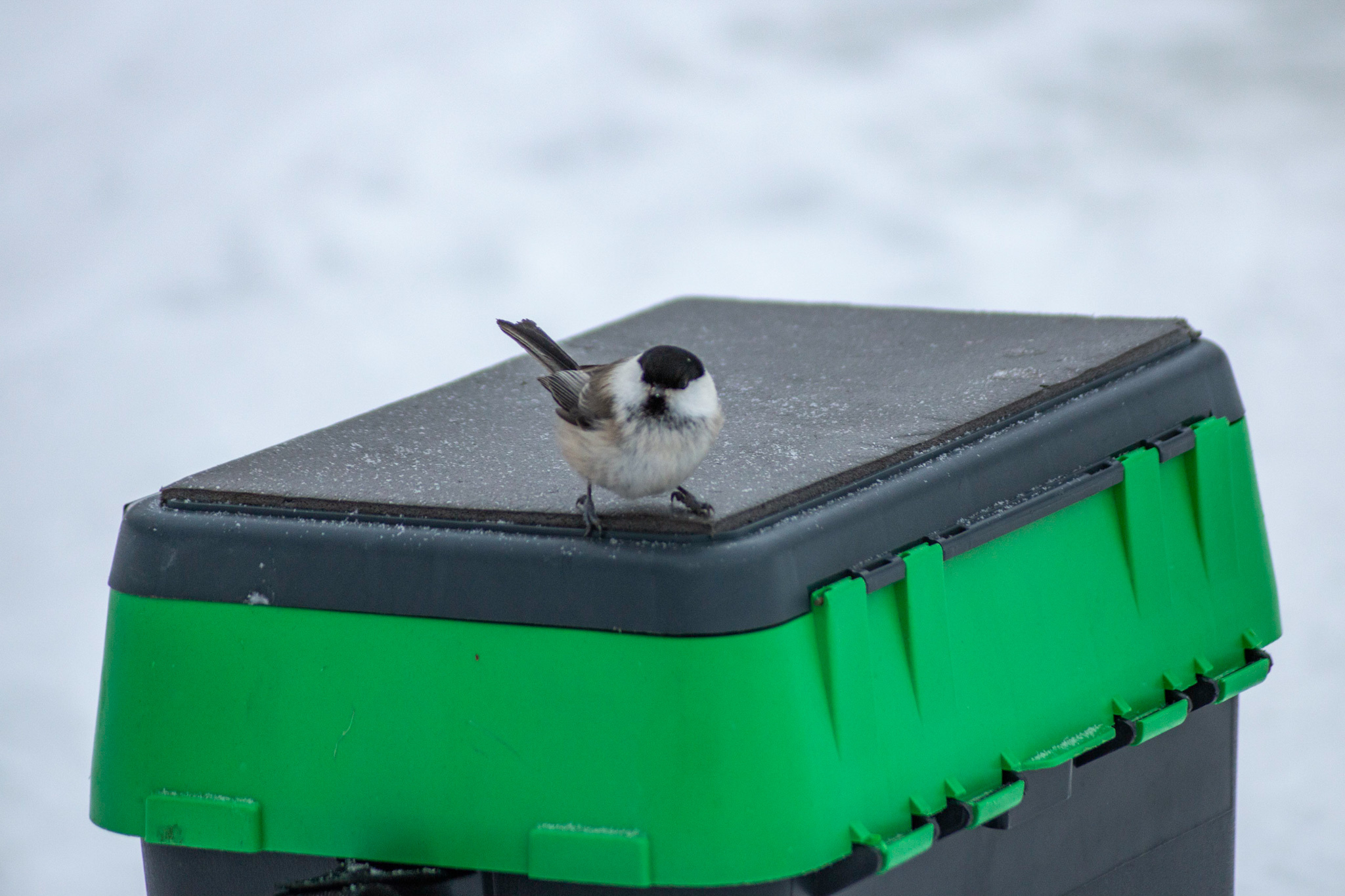 Brown-headed tit, nicknamed Puffy - My, Ornithology, Tit, The photo, Tobolsk, Longpost, Brown-headed nuthatch