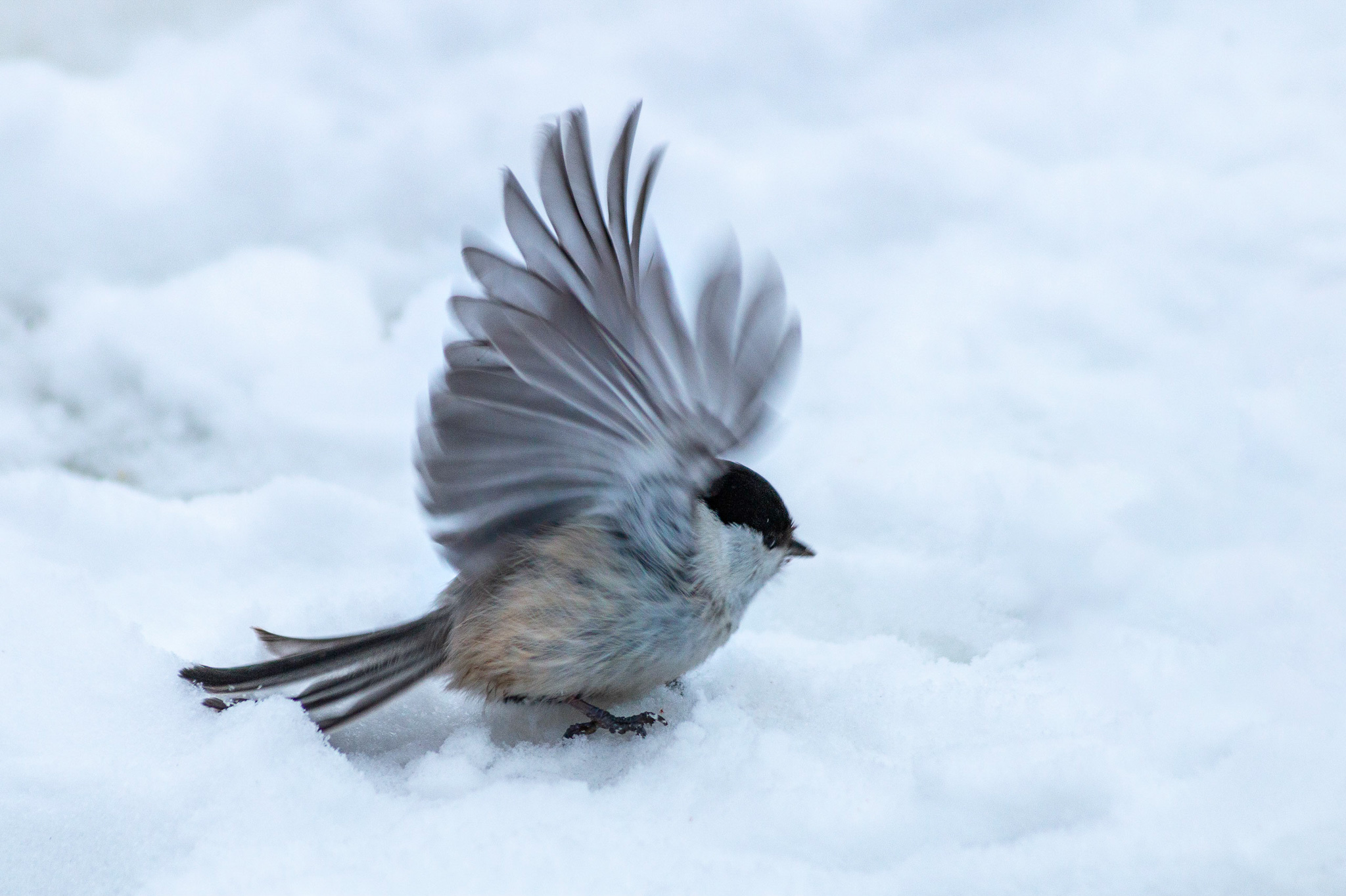 Brown-headed tit, nicknamed Puffy - My, Ornithology, Tit, The photo, Tobolsk, Longpost, Brown-headed nuthatch