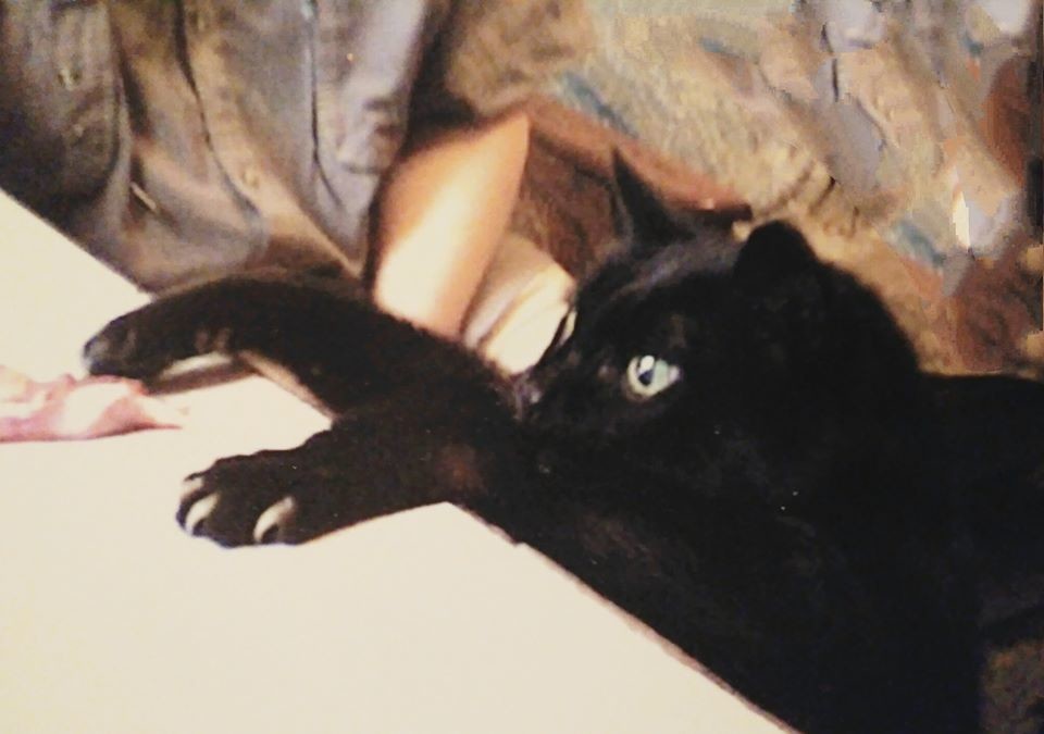 Patriarch - My, cat, Black cat, Cats and dogs together, Pets, Life stories, Real life story, Story, Author's story, Longpost