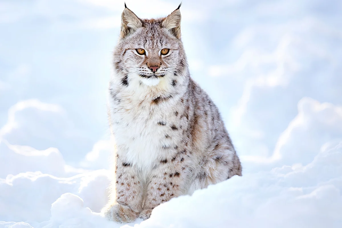 How the lynx winters: some interesting facts from the life of the tasseled predator - Lynx, Yandex Zen, Cat family, Longpost, Small cats