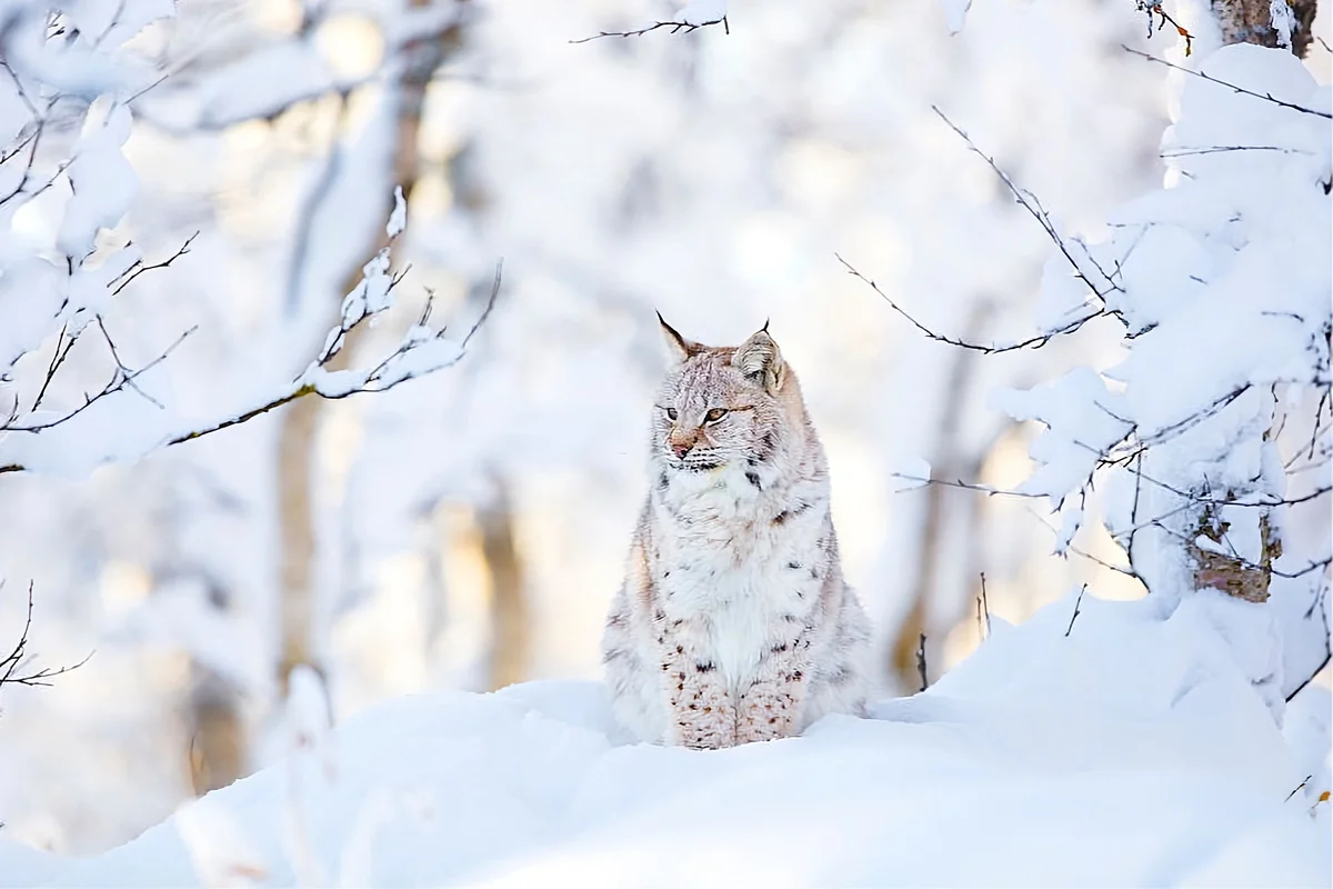 How the lynx winters: some interesting facts from the life of the tasseled predator - Lynx, Yandex Zen, Cat family, Longpost, Small cats