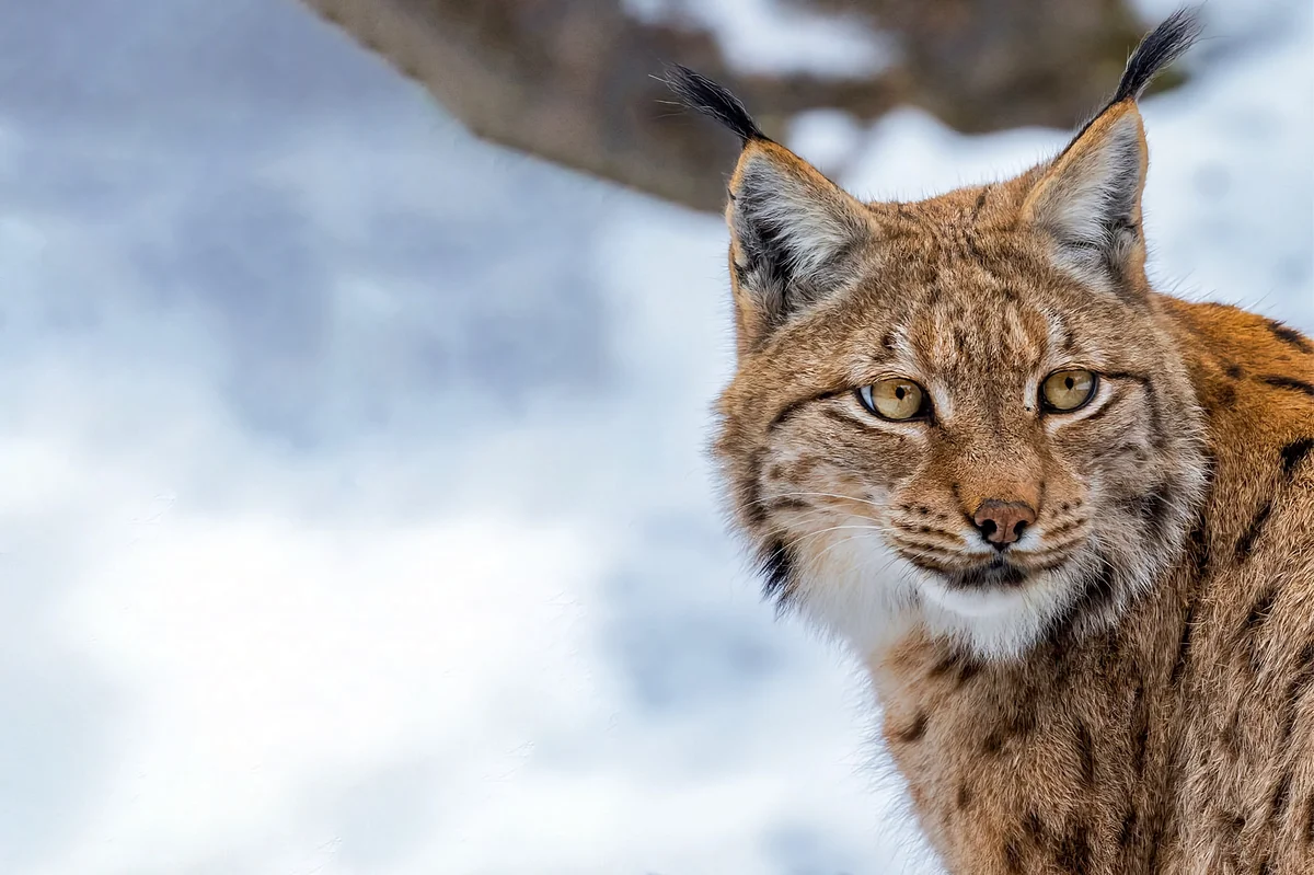 How the lynx winters: some interesting facts from the life of the tasseled predator - Lynx, Yandex Zen, Cat family, Longpost, Small cats