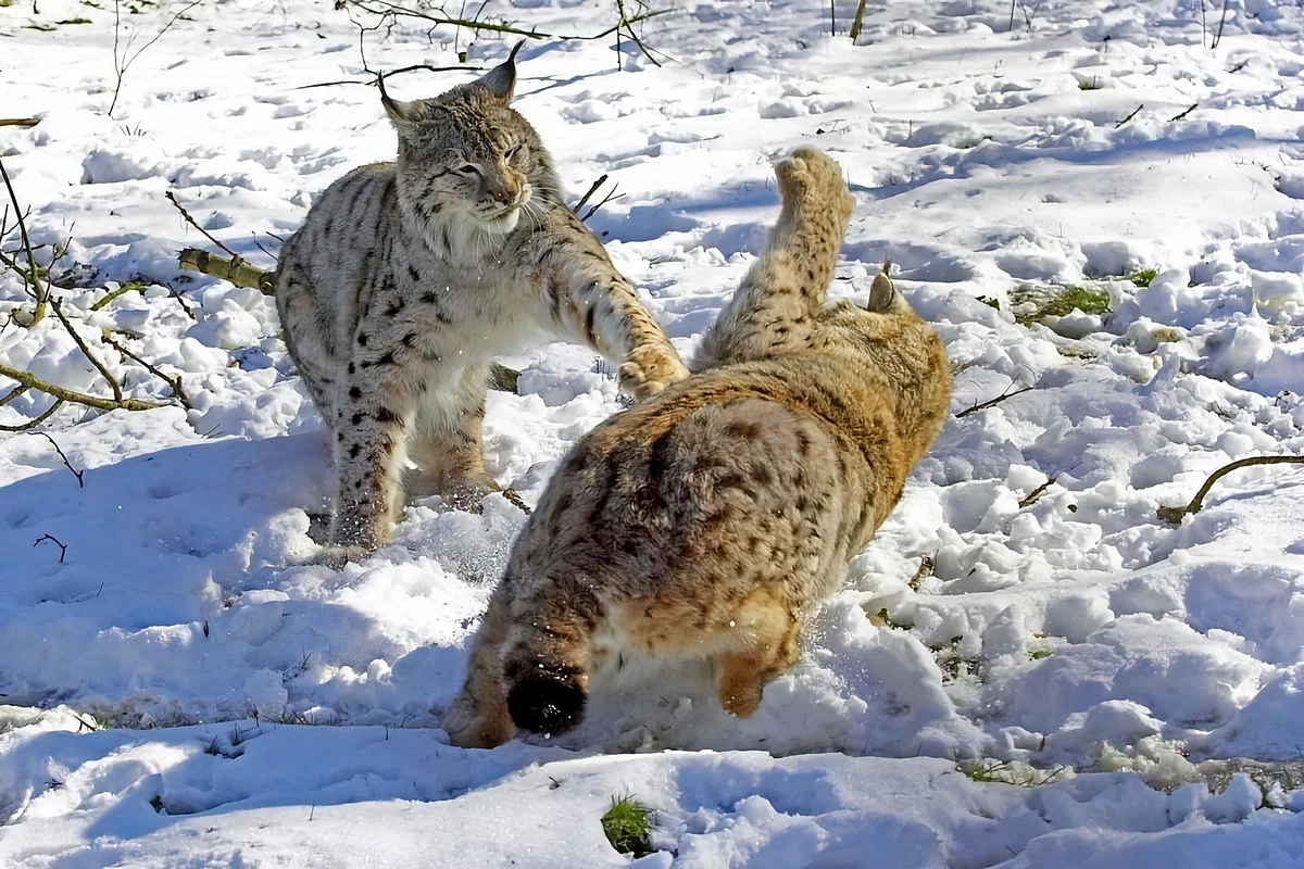 How the lynx winters: some interesting facts from the life of the tasseled predator - Lynx, Yandex Zen, Cat family, Longpost, Small cats