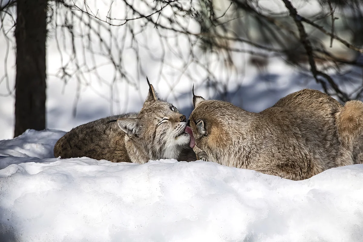 How the lynx winters: some interesting facts from the life of the tasseled predator - Lynx, Yandex Zen, Cat family, Longpost, Small cats