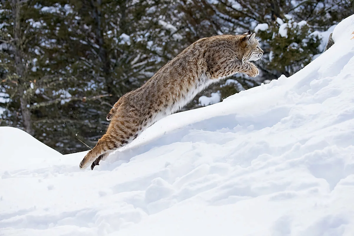 How the lynx winters: some interesting facts from the life of the tasseled predator - Lynx, Yandex Zen, Cat family, Longpost, Small cats