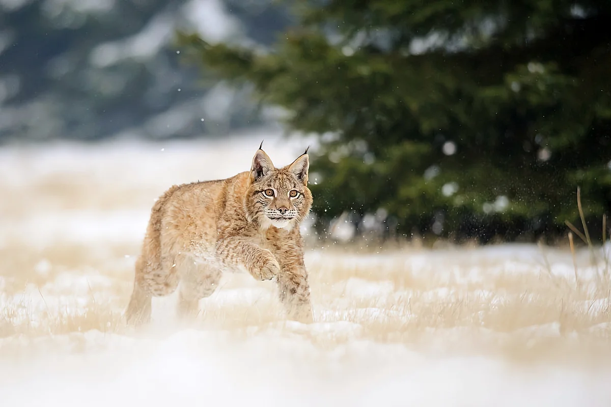 How the lynx winters: some interesting facts from the life of the tasseled predator - Lynx, Yandex Zen, Cat family, Longpost, Small cats