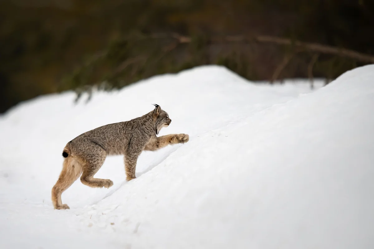 How the lynx winters: some interesting facts from the life of the tasseled predator - Lynx, Yandex Zen, Cat family, Longpost, Small cats