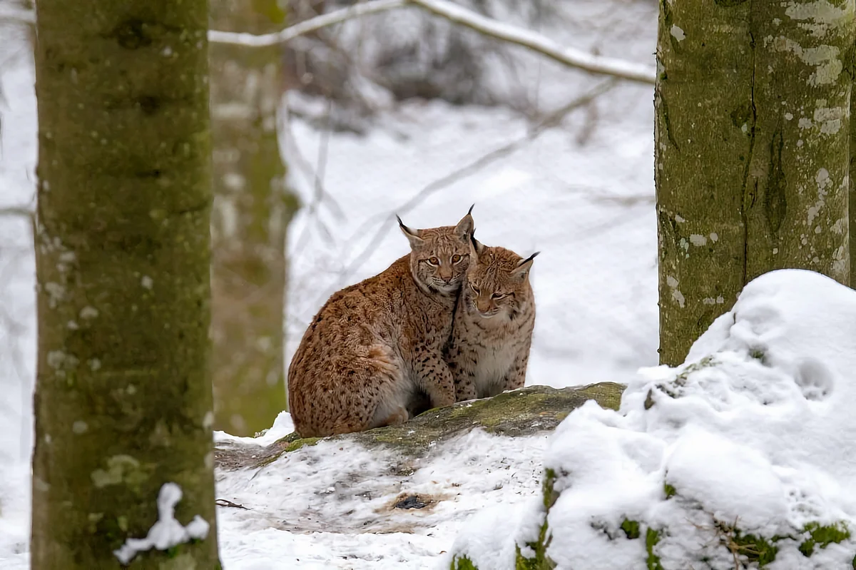 How the lynx winters: some interesting facts from the life of the tasseled predator - Lynx, Yandex Zen, Cat family, Longpost, Small cats