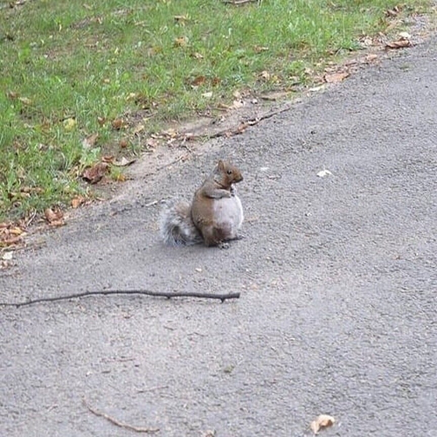 Squirrel - 