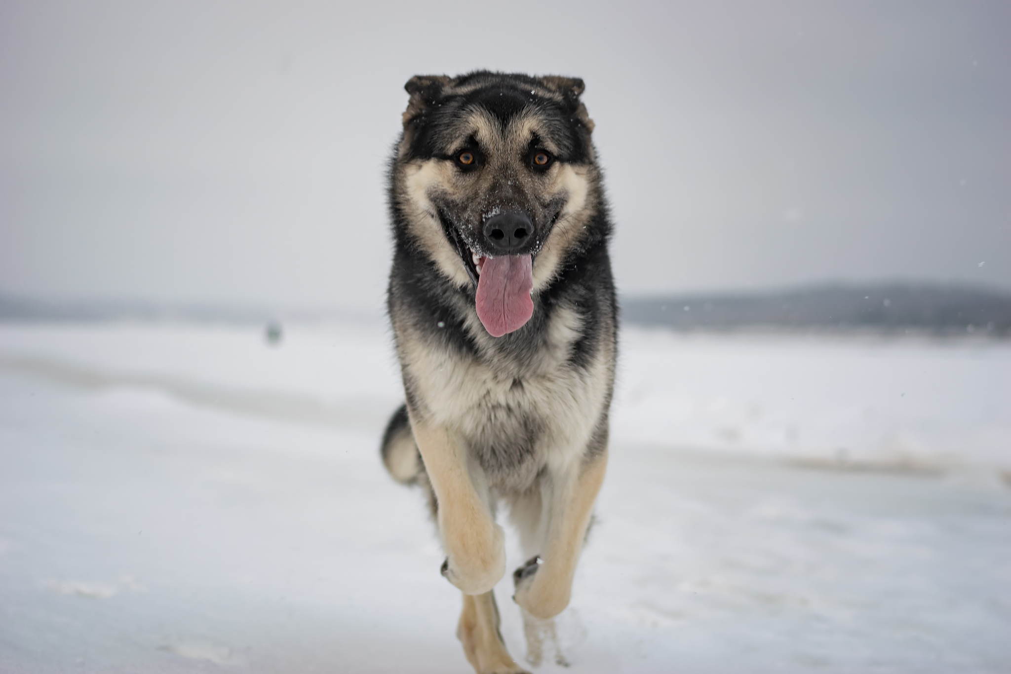 I love this guy)) - My, East European Shepherd, Dog, Pets, PHOTOSESSION, Longpost