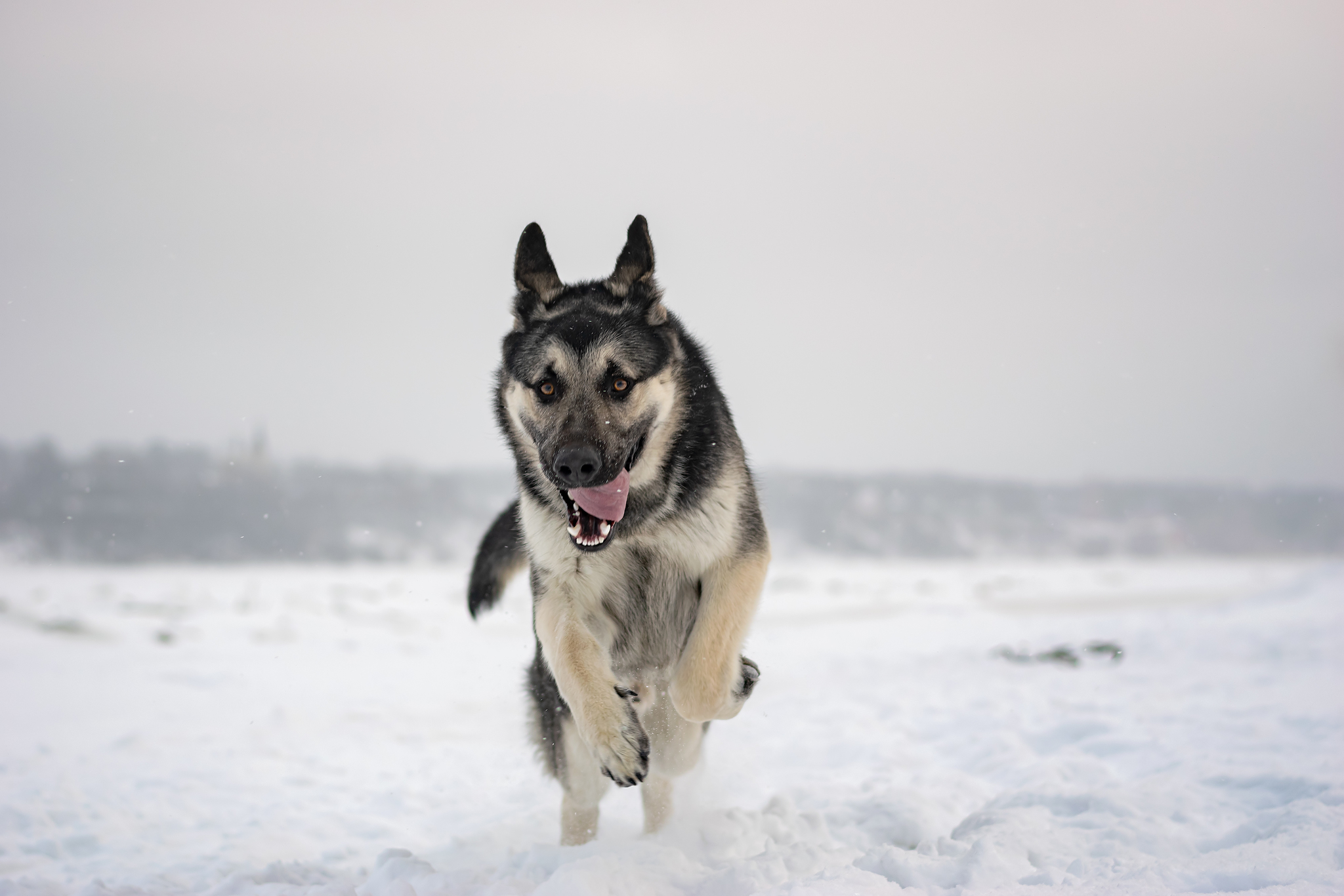 I love this guy)) - My, East European Shepherd, Dog, Pets, PHOTOSESSION, Longpost