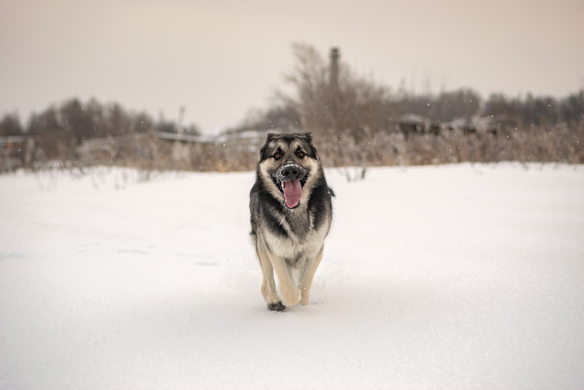 I love this guy)) - My, East European Shepherd, Dog, Pets, PHOTOSESSION, Longpost