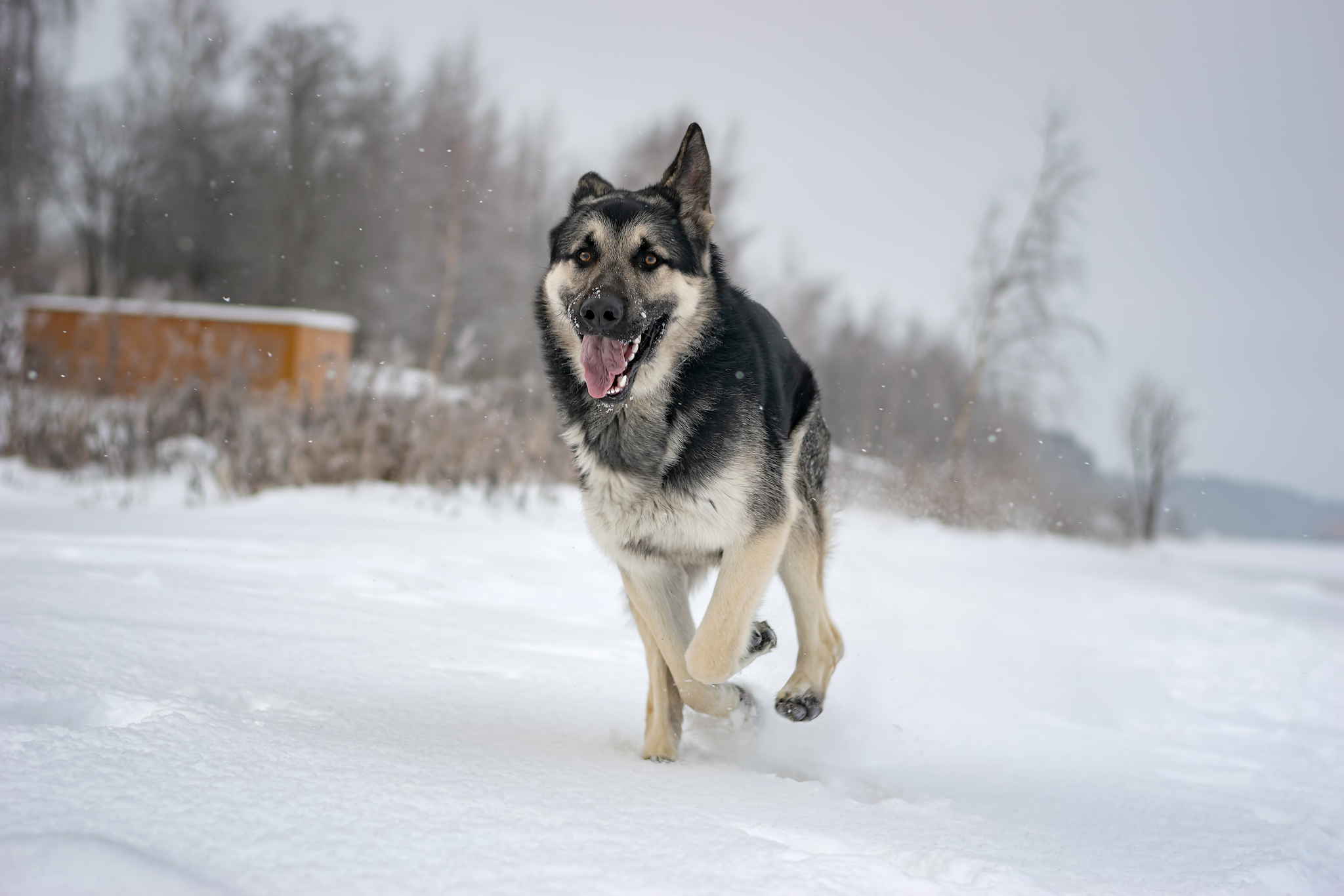 I love this guy)) - My, East European Shepherd, Dog, Pets, PHOTOSESSION, Longpost