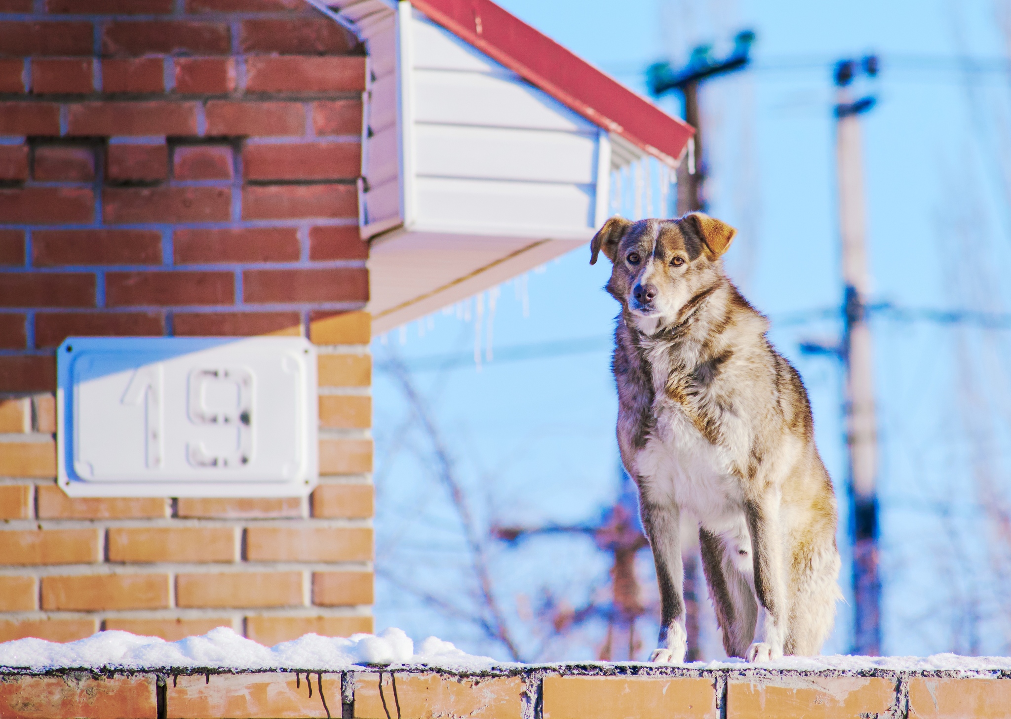 Watches - My, Dog, Animals, The photo, Winter