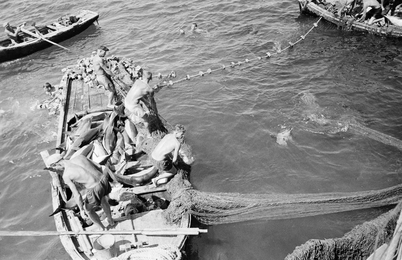 Fishing - the USSR, Tuapse, 1947, Fishing, Fishing, Dolphin, Longpost