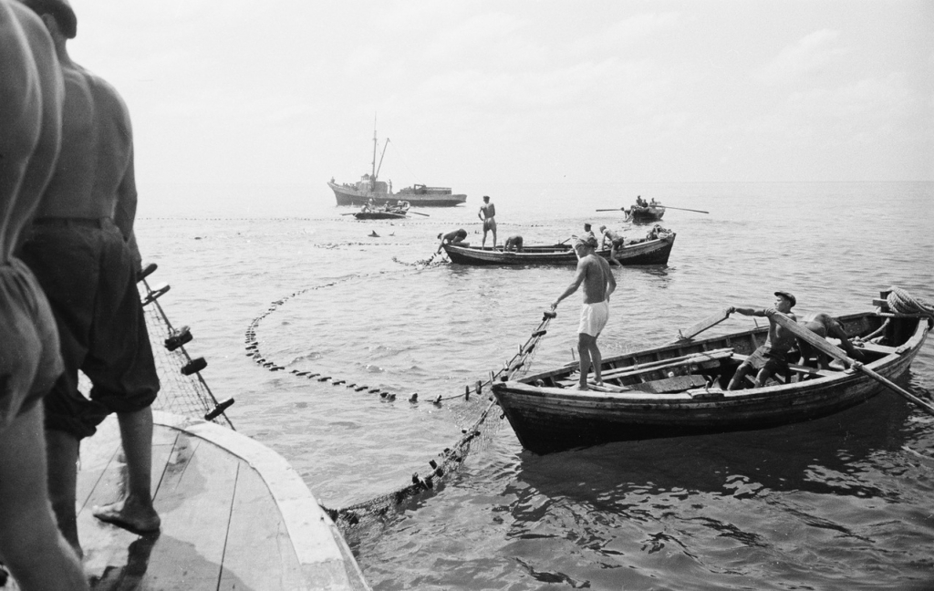 Fishing - the USSR, Tuapse, 1947, Fishing, Fishing, Dolphin, Longpost