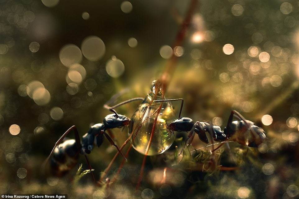 Ants in the forest - Macro photography, The photo, Forest, Ants, Sushnyak, Water drop, Longpost