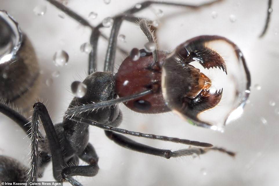 Ants in the forest - Macro photography, The photo, Forest, Ants, Sushnyak, Water drop, Longpost