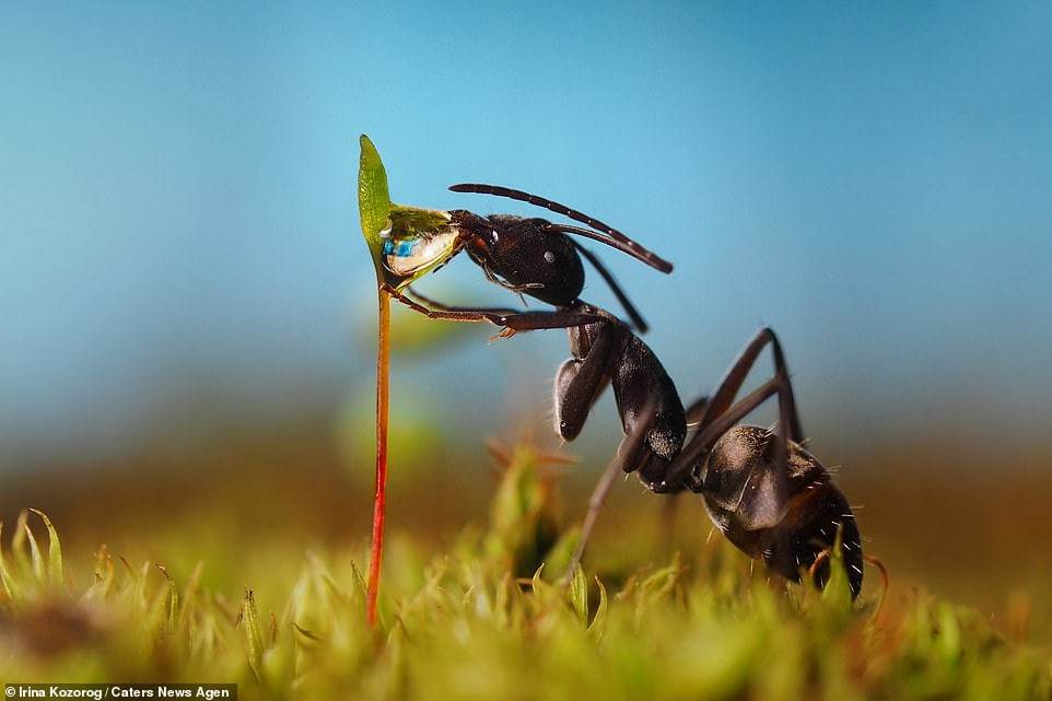 Ants in the forest - Macro photography, The photo, Forest, Ants, Sushnyak, Water drop, Longpost