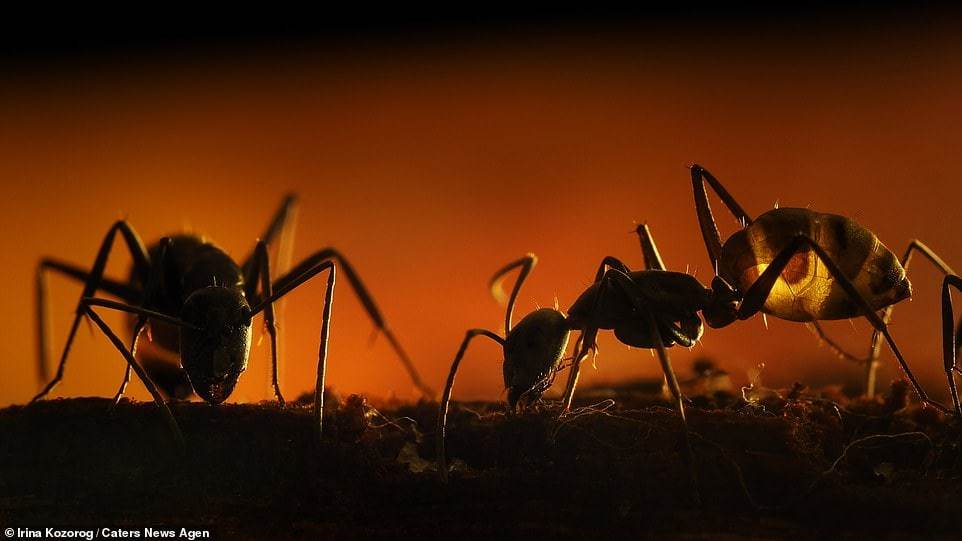 Ants in the forest - Macro photography, The photo, Forest, Ants, Sushnyak, Water drop, Longpost