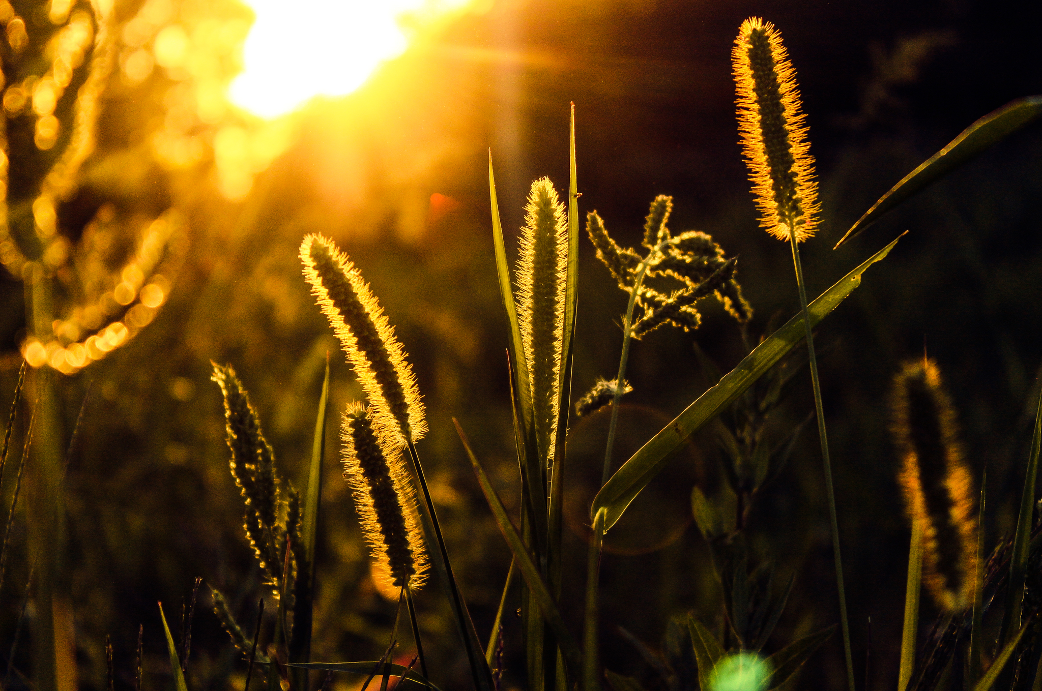 In the rays of the summer sun - My, Summer, Sunset, The photo, Nature, Longpost