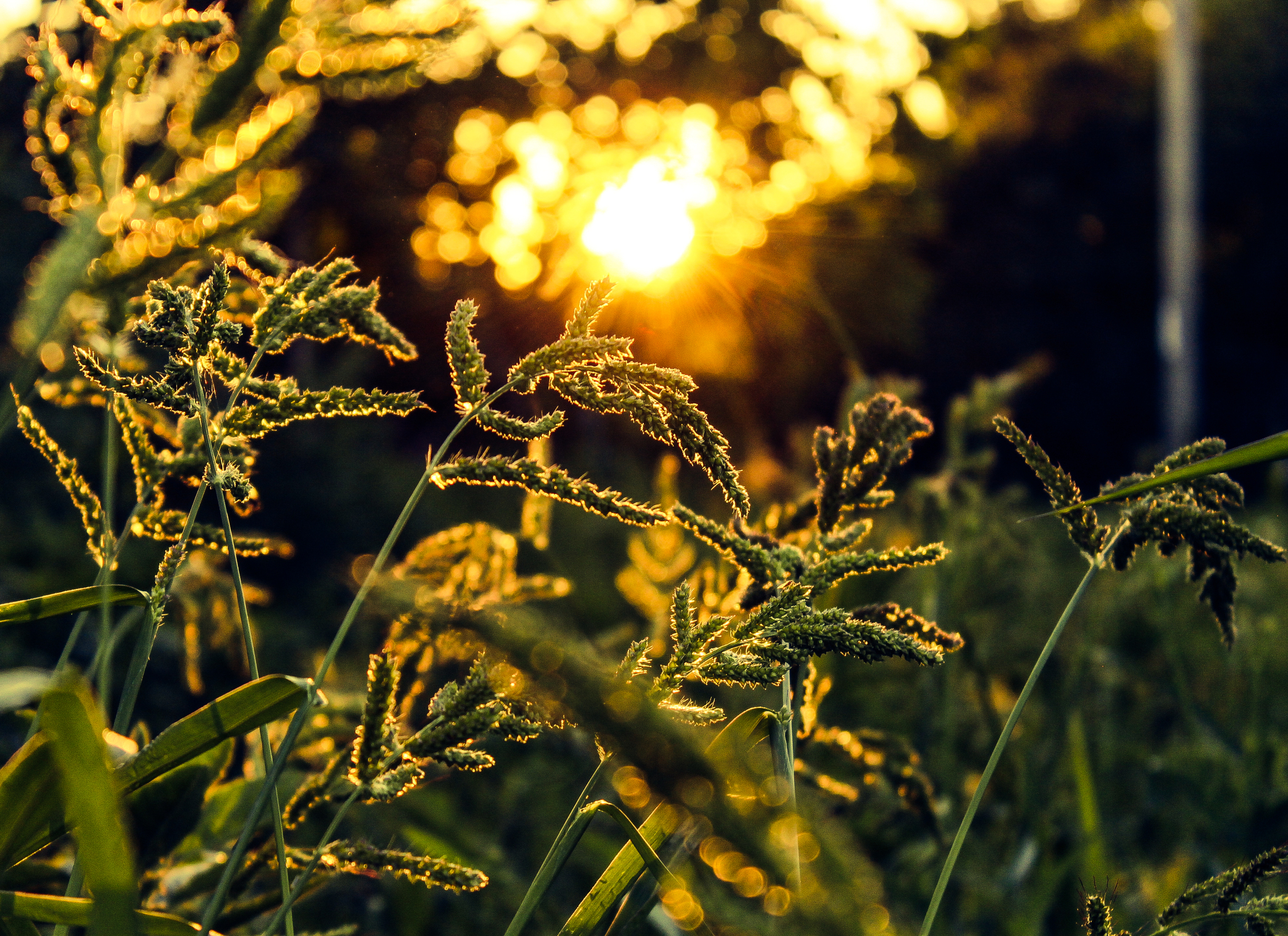 In the rays of the summer sun - My, Summer, Sunset, The photo, Nature, Longpost