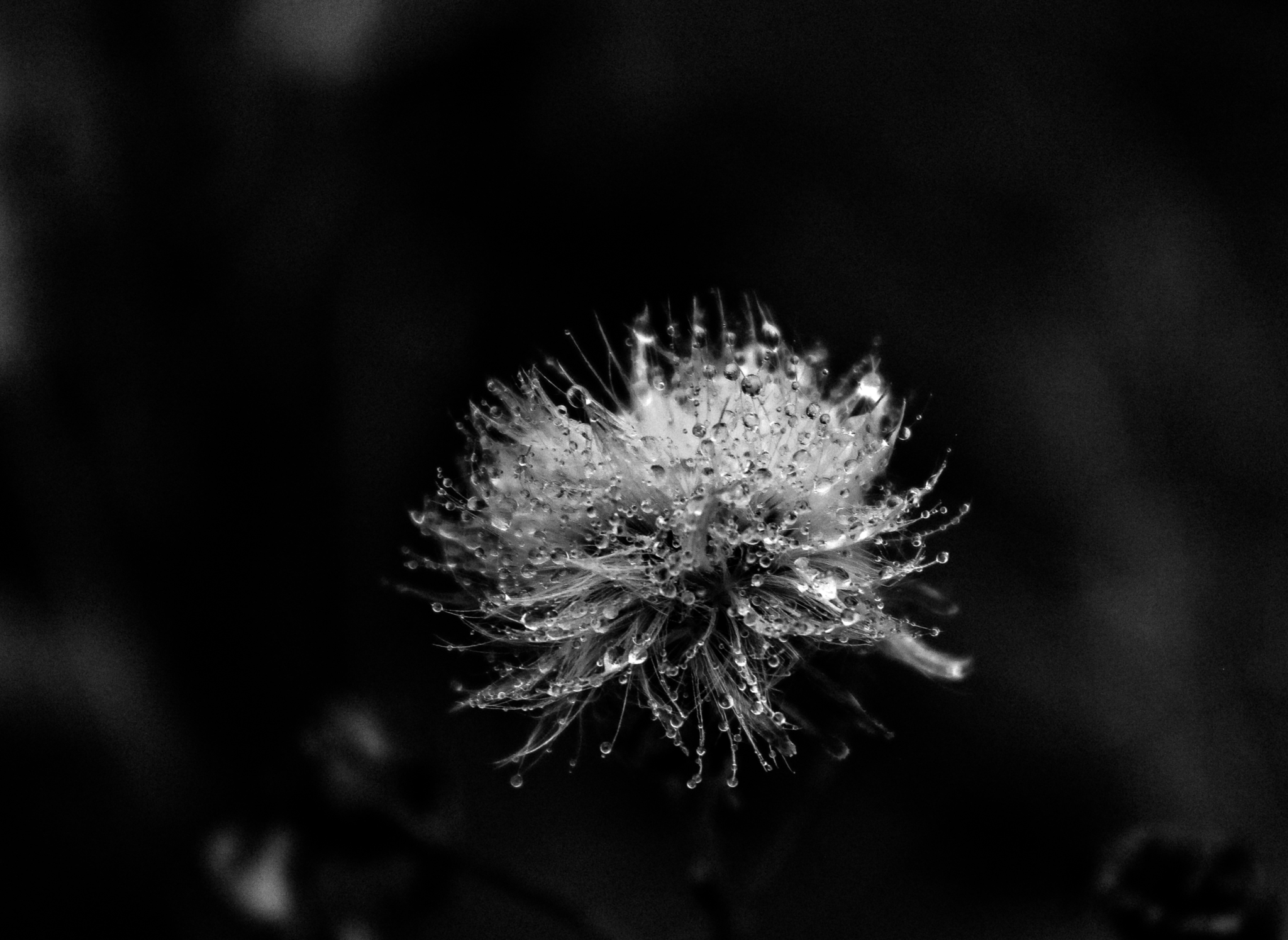 Black and white photography post - My, Canon, Black and white photo, Nature, Longpost