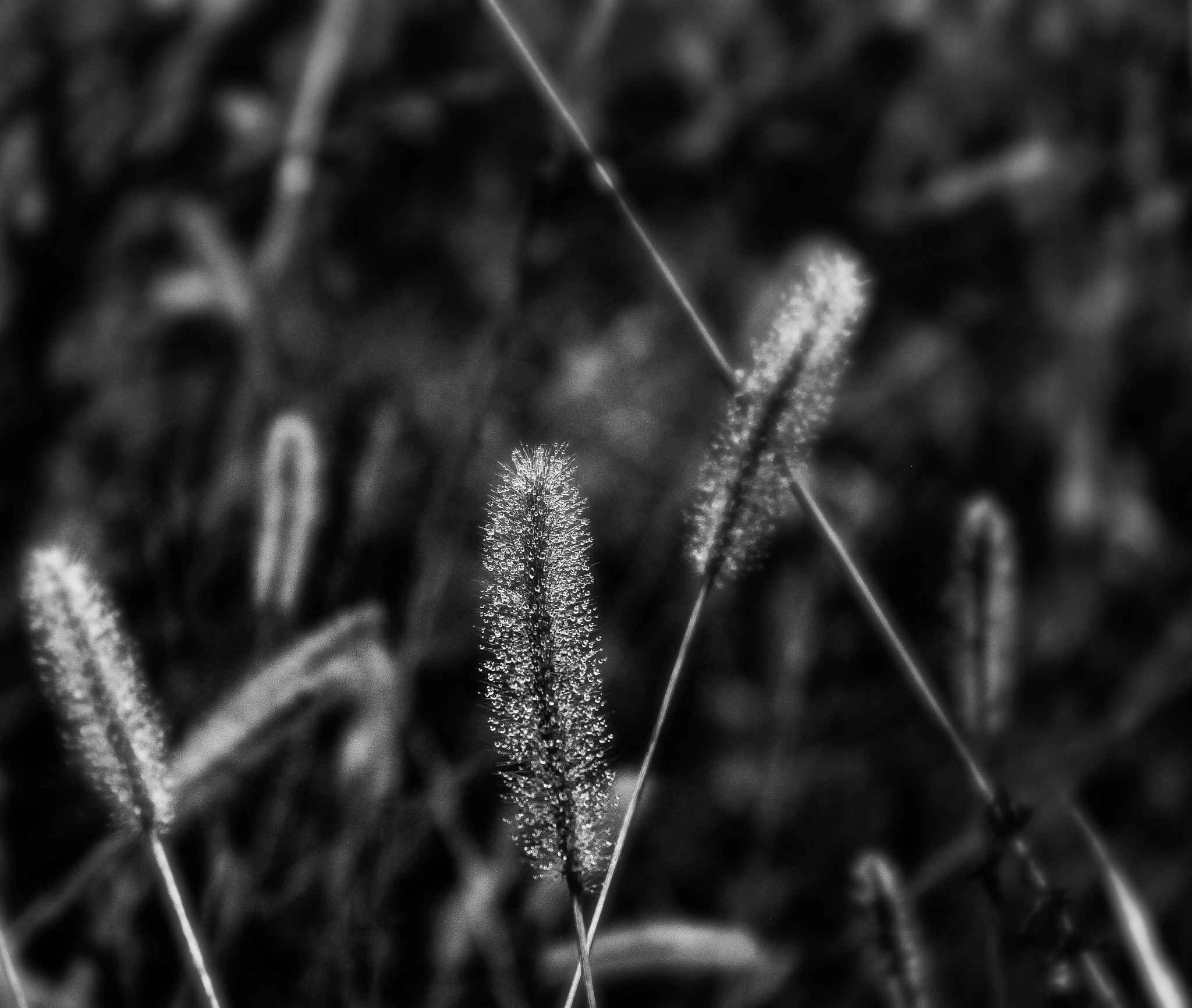 Black and white photography post - My, Canon, Black and white photo, Nature, Longpost