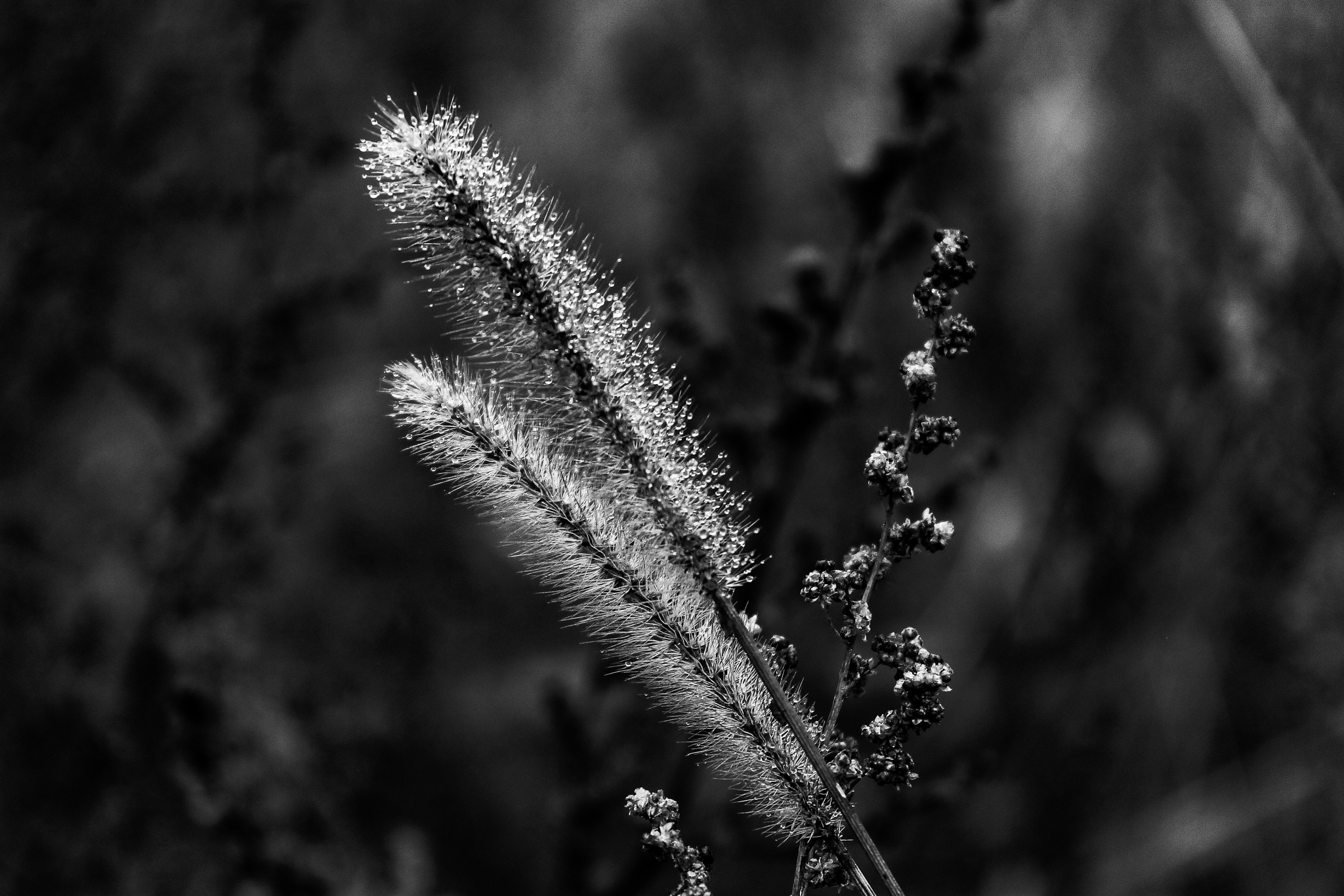 Black and white photography post - My, Canon, Black and white photo, Nature, Longpost