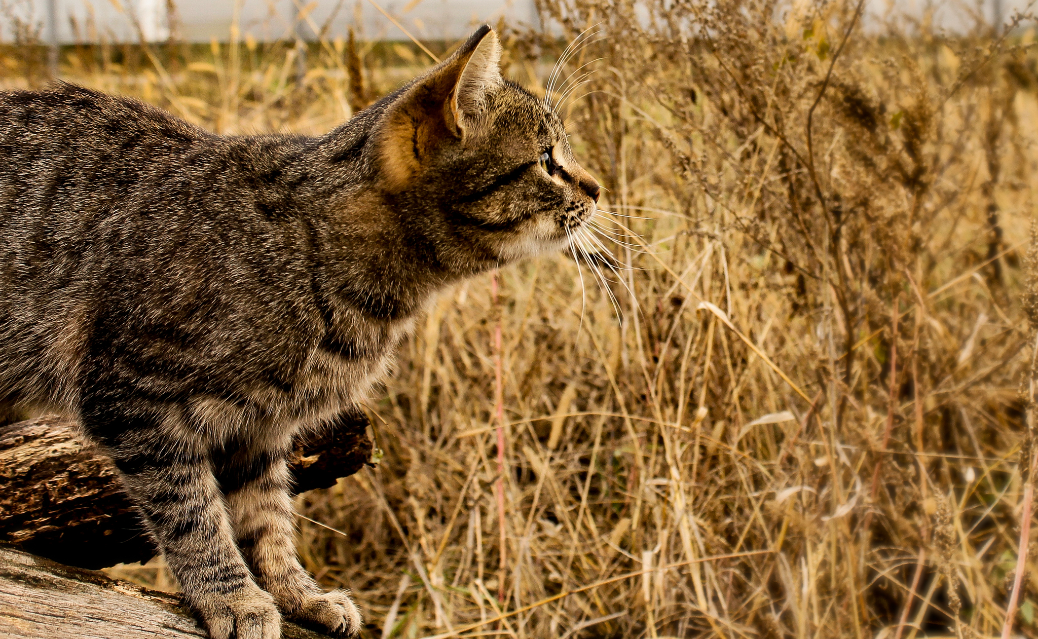 Котеи - Моё, Кот, Фотография, Canon, Длиннопост