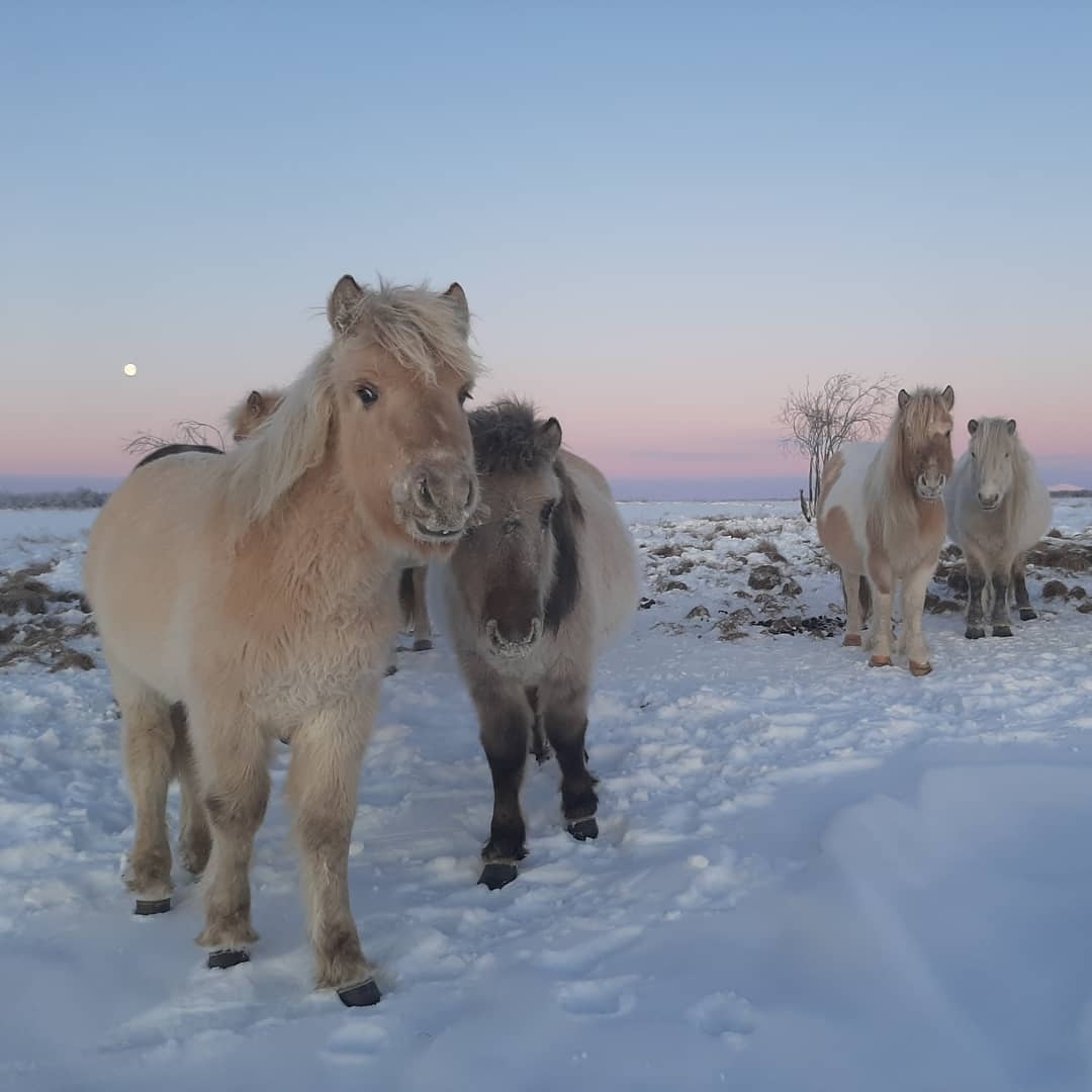 Yakut horses - Horses, Yakutia, freezing, Animals